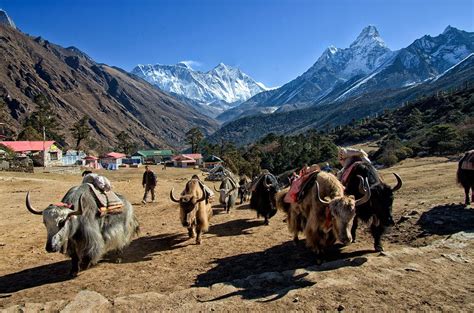 A Yak Train In The Morning Yaks Are Used To Transport Goods At