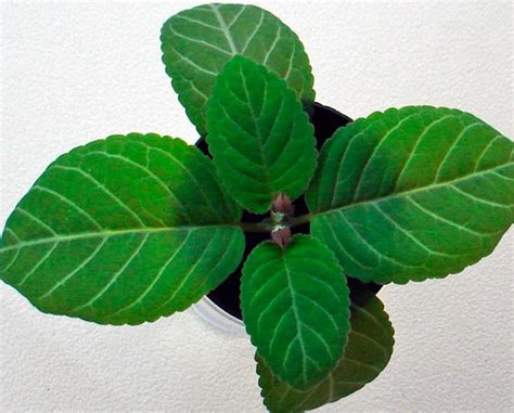 Размножение Глоксинии - AgroFlora.ru