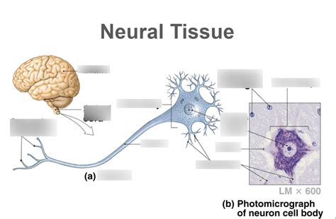 2.2B- Neural Tissue Diagram | Quizlet