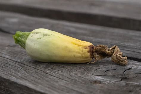 Rot In The Zucchini Plants All About Stem Rot Root Rot And Blossom End