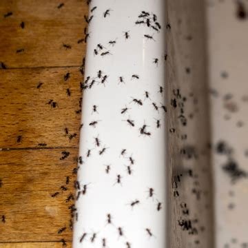 Help! My House is Infested with Ants! | Nashville TN