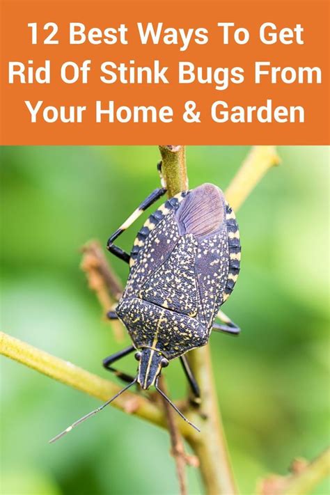 12 Best Ways To Get Rid Of Stink Bugs From Your Home And Garden Stink Bugs Stink Bugs In House