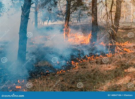 Forest Fire Burned Trees After Forest Fires And Lots Of Smoke Foto De