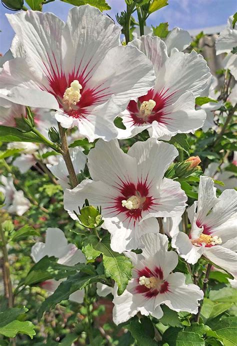 Hibiscus Syriacus Helene DeGroot