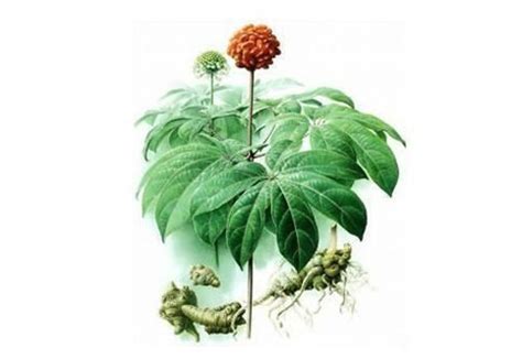 Panax Notoginseng Alchetron The Free Social Encyclopedia