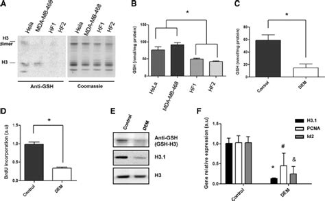 High Proliferative Cancer Cells Show Higher Gsh Levels And