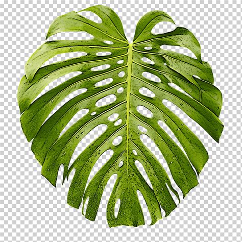 Hoja Monstera Deliciosa Planta Verde Flor Planta Terrestre