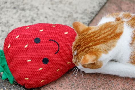 STRAWBERRY PLUSH CAT TOY : Petface by LeisureGrow Products Ltd