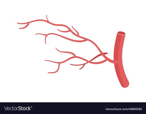 Blood vessel Royalty Free Vector Image - VectorStock