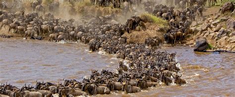 Days Serengeti Migration Tour Serengeti Migration Safari