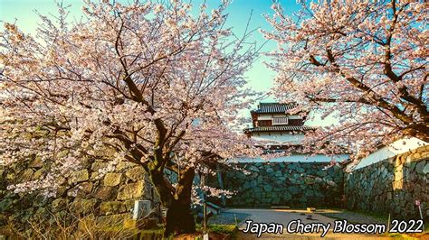 🌸오호리 공원 마이즈루 공원 일본 벚꽃 축제 예고편 영상 일본 벚꽃 일본 사쿠라 마츠리 오호리 공원 벚꽃 마이즈루