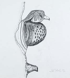 Wood Duck Sketch at PaintingValley.com | Explore collection of Wood ...