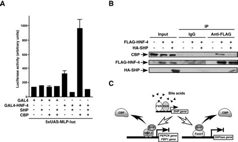 Repression Of Hnf Mediated Transactivation By Shp Through Competition