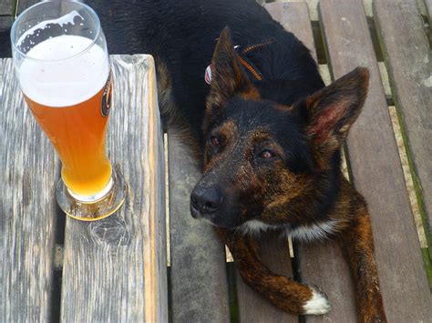 Anheuser Busch Has Created A Beer For Dogs