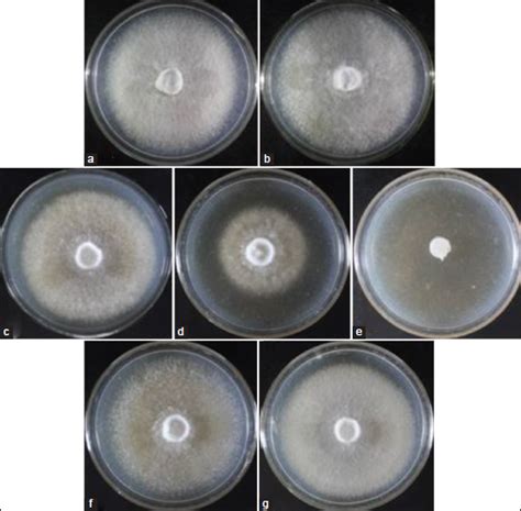 Optimization Of Culture Conditions For Mycelial Growth And Fruiting