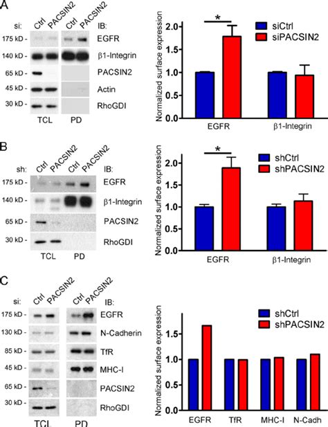 Knockdown Of PACSIN2 Increases EGF Receptor Surface Levels In Resting