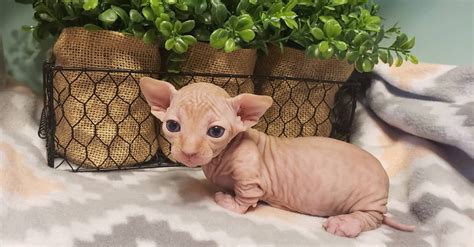 Strange Sphynx And Elfs On Instagram Bambino Stubby Lil Legs