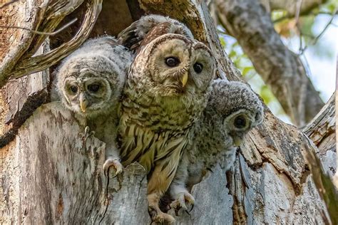 Down East Magazine On Instagram “the Barred Owls Were All Around New England This Spring I