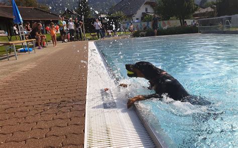 Wau Hunde Schwimmen Im Freibad Life Radio