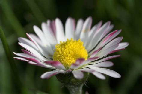 Facts About Daisy Flowers That Will Leave You Amazed