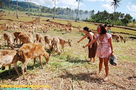 I Am The Sexy Nomad Deer Farm In Ocampo Camarines Sur Bicol