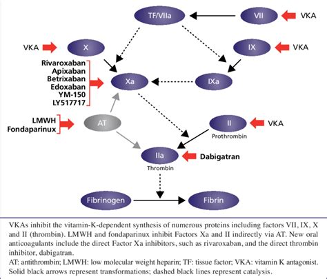 Anticoagulation Cascade