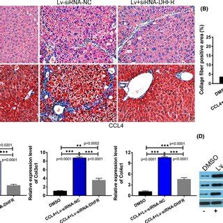 Dhfr Knockdown Alleviated Ccl Induced Hepatic Fibrosis In Mice