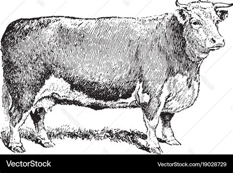 Beef cow vintage Royalty Free Vector Image - VectorStock