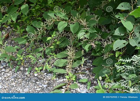 Fallopia Japonica Japanese Knotweed Flowers Stock Image Image Of