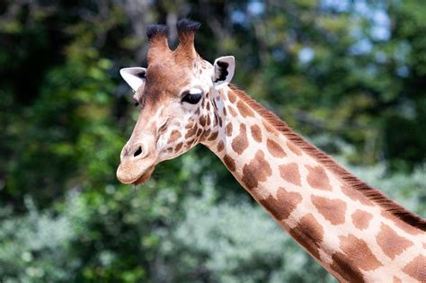 Giraffe Animal Neck Free Photo On Pixabay Pixabay