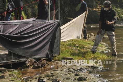 Pelepasliaran Tiga Ekor Berang Berang Di Sungai Ciliwung Republika Online