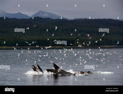 A Flock Of Birds Clusters Over A Pod Of Humpback Whales Bubble Net