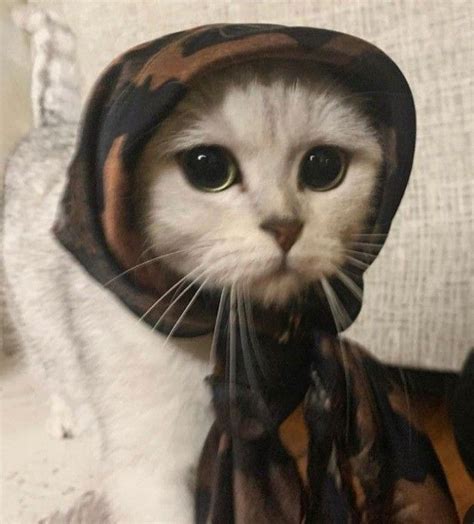 Ramazan Ay I In Bi Tane Daha Imanl Kedyy Pp Kedi Pp Gatos Bonitos