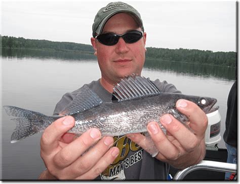 Blue Walleye Alchetron The Free Social Encyclopedia