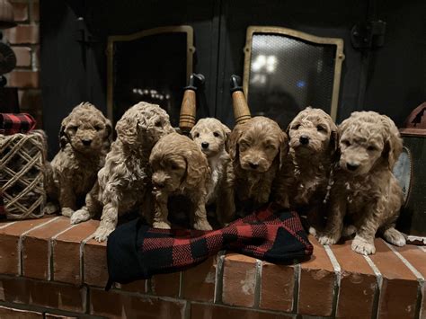 H Tribe Doodles of NWA added a... - H Tribe Doodles of NWA