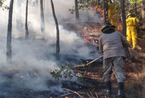 Más De 127 Mil Hectáreas De Bosque Afectadas Por Incendios Forestales