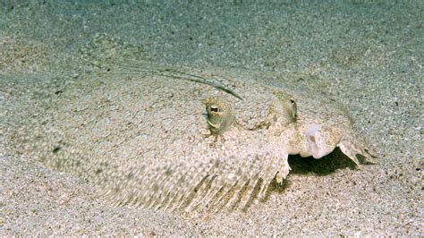 Blobfisch Unter Wasser Blobfisch Pluschtier Zum Kuscheln Und