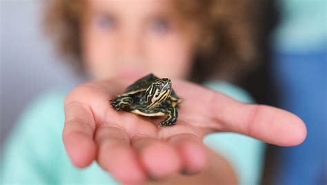 Turtles as Pets