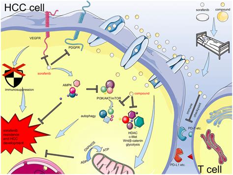 Mechanisms Of Sorafenib Resistance And HCC Development And Combination