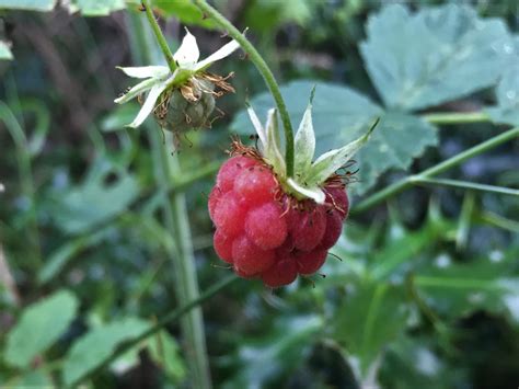 Wild Raspberry, Hindberry, Raspis, Rubus idaeus