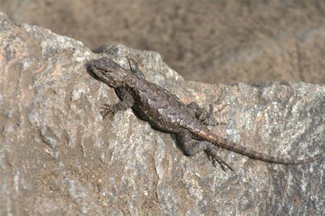 About Eastern Fence Lizard Maryland Biodiversity Project