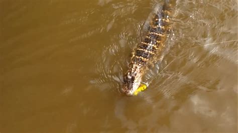 Falls Lake alligator euthanized - ABC11 Raleigh-Durham