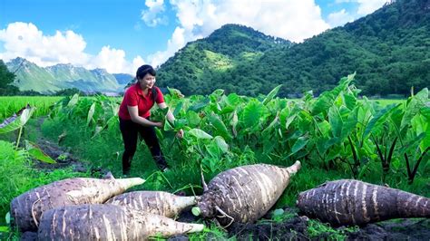 How To Harvest Taro Goes To The Market Sell Harvesting And Cooking