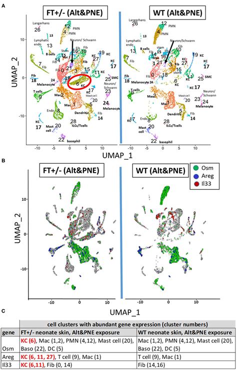 UMAP Visualization Of Skin ScRNAseq Analysis A UMAPs Of ScRNAseq