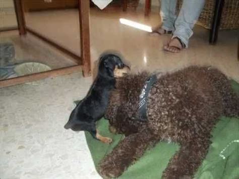 Perro de agua español turco andaluz cachorro Perros de agua Perro de