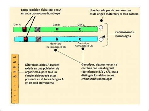 Conceptos Básicos De Genética