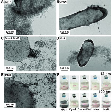 Tem Images Of The Uranium Nanoparticles And Nanofibers Arrows Formed