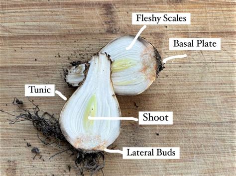 How To Grow Daffodils Gardening With Sharon