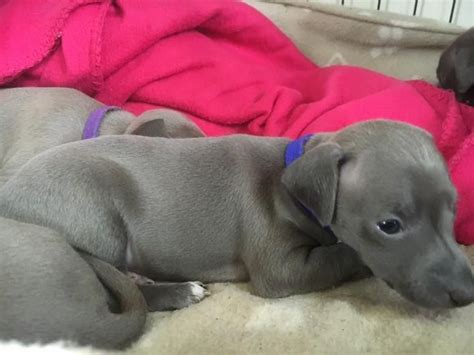 Italian Greyhound Puppies For Sale | Atlanta, GA #132925