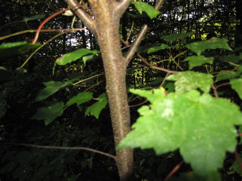 Red Maple Tree Bark - Trees of Sutton Massachusetts